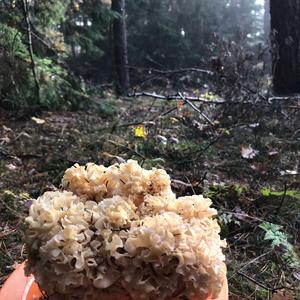 Eastern Cauliflower Mushroom