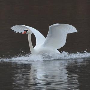 Mute Swan