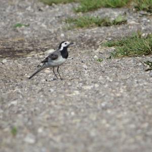 White Wagtail