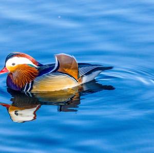 Mandarin Duck