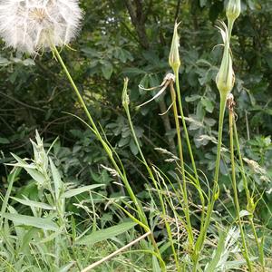 greater goatsbeard, yellow goat's-beard, yellow salsify, western salsify, wild oysterplant, meadow g