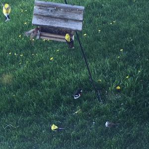 American Goldfinch