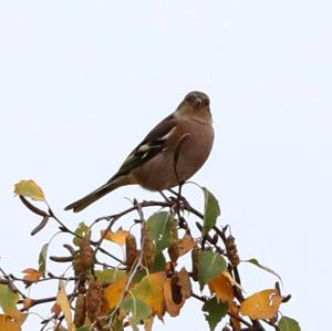 Eurasian Chaffinch