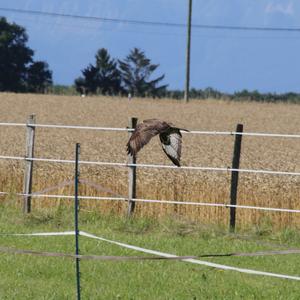 Common Buzzard