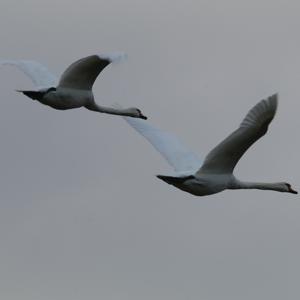 Mute Swan