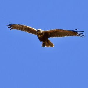 Western Marsh-harrier