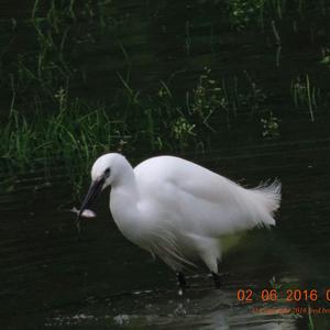 Little Egret