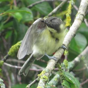 Great Tit