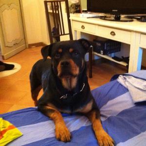 Rottweiler