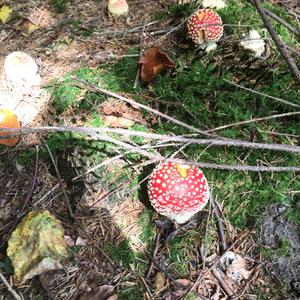 Fly Agaric