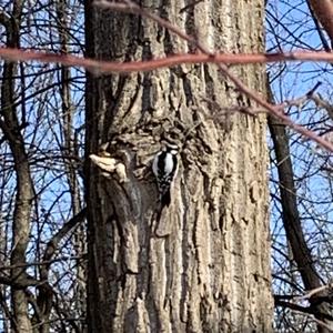 Downy Woodpecker