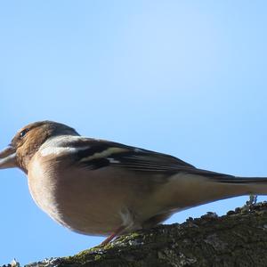 Eurasian Chaffinch