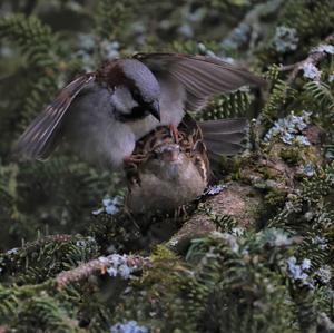 House Sparrow