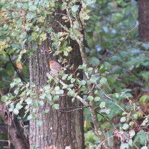 European Robin