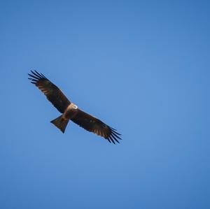 Black Kite