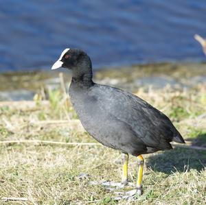 Common Coot