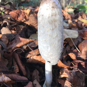 Shaggy Mane