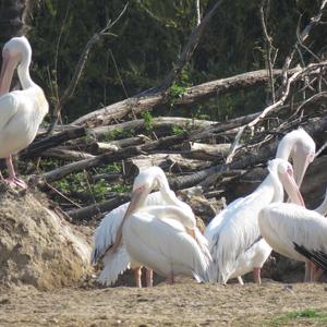 Great White Pelican