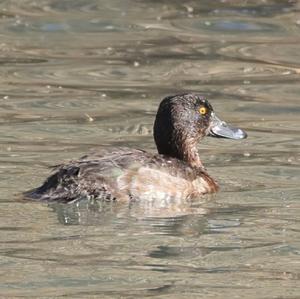 Tufted Duck