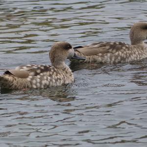 Marbled Teal