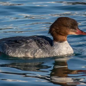 Red-breasted Merganser