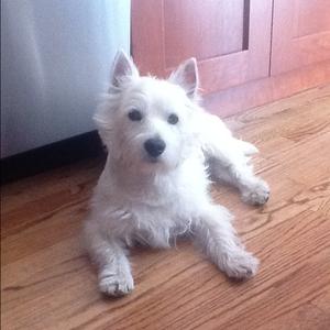 West Highland White Terrier