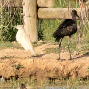 Cattle Egret