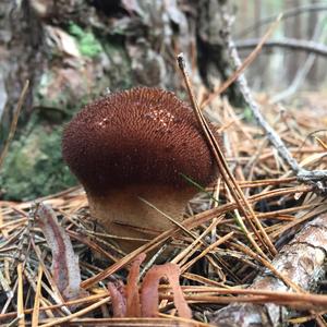 Brown Puffball