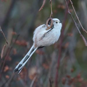 Long-tailed Tit