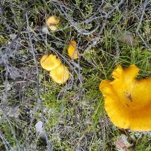 Chanterelle, Common