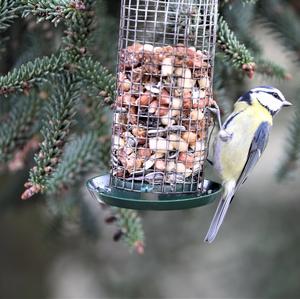 Blue Tit