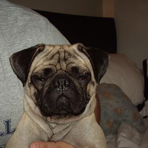 Pug