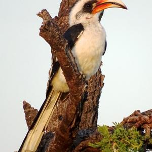 Von der Decken's Hornbill