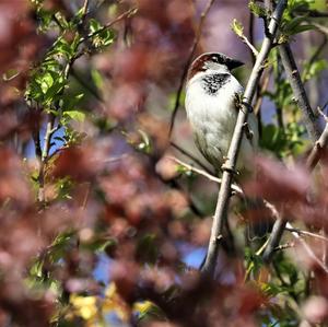 House Sparrow