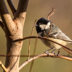 Coal Tit