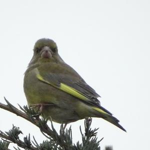 European Greenfinch