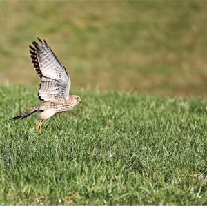 Common Kestrel