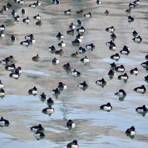 Tufted Duck