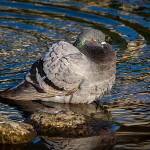 Rock Pigeon