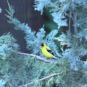 American Goldfinch