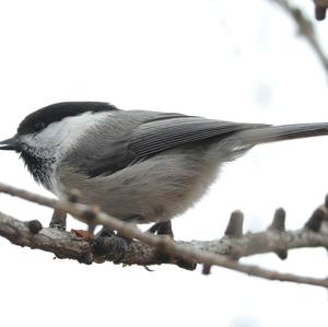 Willow Tit