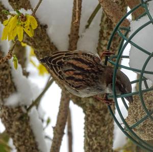 House Sparrow