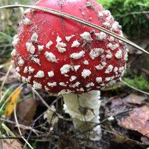 Fly Agaric