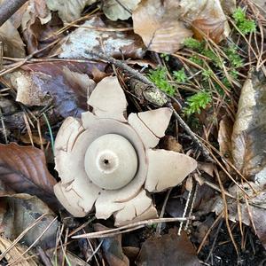 Collared Earthstar