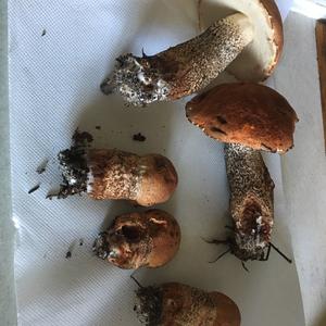 Unknown Species