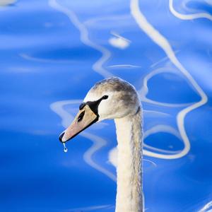 Mute Swan