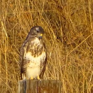 Common Buzzard