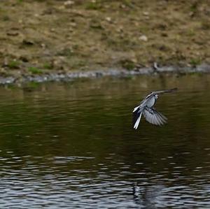 White Wagtail