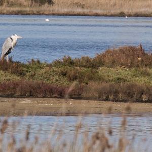 Grey Heron