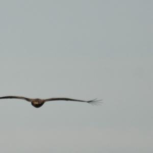 White-tailed Eagle